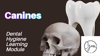 Canines Dental Anatomy Learning Module [upl. by Erma239]