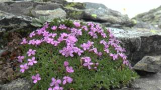 Vier Tage im Nationalpark Hohe Tauern [upl. by Yerfdog101]