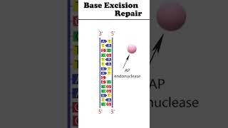 Base excision repair animation dnadamagerepair [upl. by Tedra]