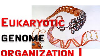 Eukaryotic genome organization 1  chromosome nucleosome [upl. by Purse]