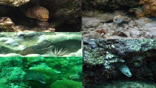 Beautiful fish video Abbotts Moray eels [upl. by Eytak]