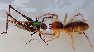 Серый кузнечик vs Сольпуга Wartbiter Katydid vs Camel Spider [upl. by Cele]