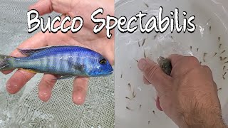 Stripping Fry From our Buccochromis Spectabilis Breeder Colony [upl. by Pazia]