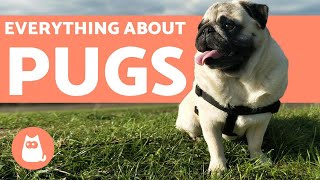 Everything You Need to Know About Pugs  Characteristics and Care [upl. by Dlareme]