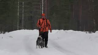 Miksi suurpetoja metsästetään Suomessa – hirvipäällikön kanta [upl. by Leirea618]