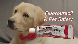 Fluorouracil and Pet Safety  How You Can Keep Your Pets Safe When Using 5FU [upl. by Iseabal353]