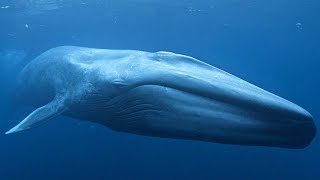 Baleine Bleue – Le Plus Grand Animal Du Monde  Documentaire FrançaisHD [upl. by Drain]