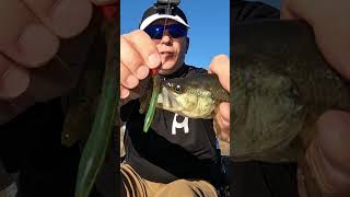 Surprising Bass Catch on Wacky Rig Jig fishing bassfishing [upl. by Deborath]