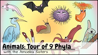 Animals Tour of 9 Phyla [upl. by Cormick599]