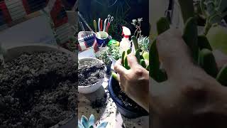 Repotting succulents Succulent plant succulents plants cactus propagation homegarden tips [upl. by Sedecrem937]