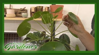 Indoor Plant Trends  Volunteer Gardener [upl. by Nilatak]