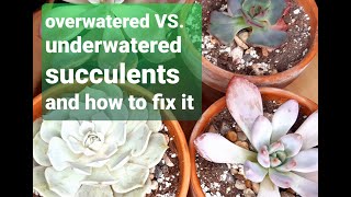 34 WHEN TO WATER SUCCULENTS overwatered VS underwatered and how to fix it [upl. by Moya539]