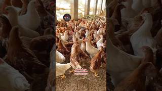 25 month Bovans brown  bovan brown Pakistan  Bovans brown farming  poultry farming in Pakistan [upl. by Urien]