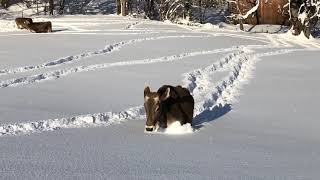 Unsere Kühe kneippen im Schnee [upl. by Thomasina]