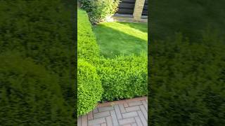 Самшит вічнозелений Buxus sempervirens L Авторськастрижкаgarden topiary beautifulgardens [upl. by Truitt201]