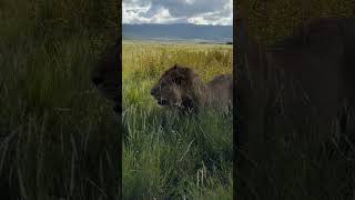 A lion is searching for his lioness  kruger national park  latest sightings  south africa [upl. by Orv]