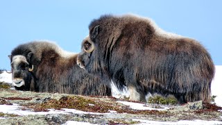 Buey almizclero muskox Ovibos moschatus en Noruega [upl. by Ulani]