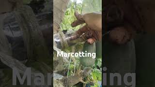 Grafting procedure [upl. by Herzen]