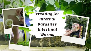 Treating Aquarium Fish for Internal Parasites Intestinal Worms [upl. by Olmsted232]