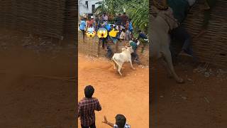 😱 Bull 🐂 Angry 😡 Poolavari 🤯Kandriga Jallikattu Shortsjallikattu2024chittoorjallikattubullsrace [upl. by Dareen]