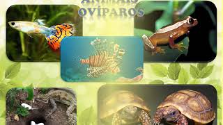 ANIMAIS OVÍPAROS VIVÍPAROS E OVOVIVÍPAROS [upl. by Viviana61]