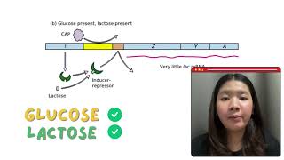 Regulation of the lac operon in bacteria [upl. by Rainwater276]