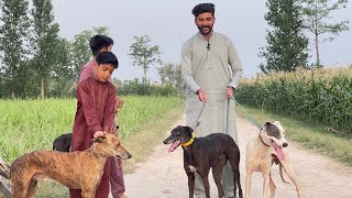 Dogs hunting big jackals  jackals and pig’s hunting in pakistan  gedar ka shikar 2023 [upl. by Humfried]