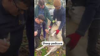 Clipping sheep toenails sheep pedicure shepard footcare smallholder [upl. by Eedrahc178]