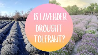 Is Lavender drought tolerant [upl. by Eirahcaz146]