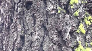 Williamsons Sapsucker Nesting in Lassen Volcanic National Park [upl. by Essy]