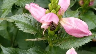 Bumblebees working the Chelone [upl. by Zitella]