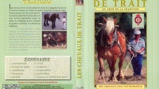 Lutilisation des chevaux de traits et traditions  Documentaire animalier [upl. by Qooraf]