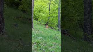 Brocard tranquille  Quiet roe deer [upl. by Cohby]