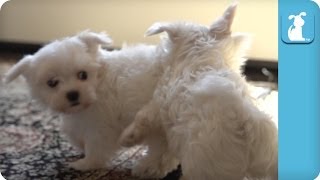 Super Slow Motion Maltese Puppies Playing  Puppy Love [upl. by Dey]