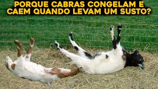 PORQUE AS CABRAS DESMAIAM E CONGELAM QUANDO ASSUSTAM [upl. by Eizle]