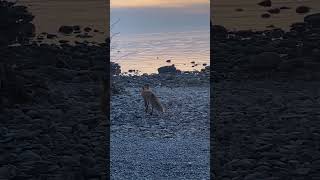 CloseUp With a Fox at Lake Huron nature naturelovers wildlife [upl. by Alram496]