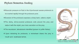 Phylum Nemertea BS Zoology Invertebrate Diversity [upl. by Magnum]