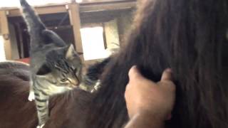 Getting a Horse to Accept Animals on them  Sacking Out for Kitties  Rick Gore Horsemanship [upl. by Vasiliki]