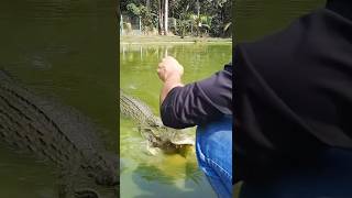 Feeding Blind Black Caiman [upl. by Eyak]