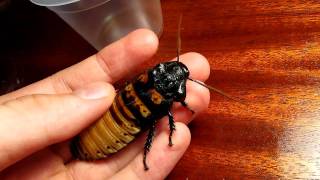 Madagascar hissing cockroach  hiss [upl. by Aihcrop815]