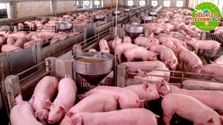 Amazing Full Process Of How The United States Raises Pig On Farm Modern and HighTech Pig Farming [upl. by Roede]