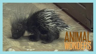 Baby Porcupine [upl. by Janyte]