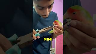 Mini vlogs with birds 🦜 Birds ring birds minivlog birdslover shortvideo shorts [upl. by Eanram]