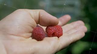 Picking fresh raspberries on asunny day [upl. by Yeldoow]