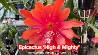 Epicactus ‘High amp Mighty’ [upl. by Meit]