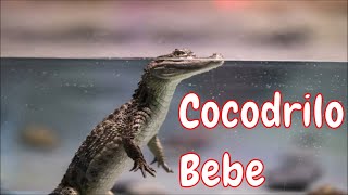 Sonido de cocodrilo Bebe [upl. by Enelime979]