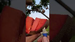 Mamey Sapote sawo [upl. by Ttocserp]