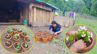 Manjita planting flower in pot  Decorating Shelter in himalaya NepalAloneAdhirajnepal [upl. by Bauske111]