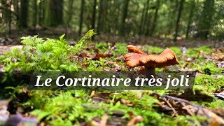 Le cortinaire très jolie [upl. by Ennahgem]