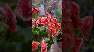 Begonia amazing beautiful flowers flowers [upl. by Ojok]